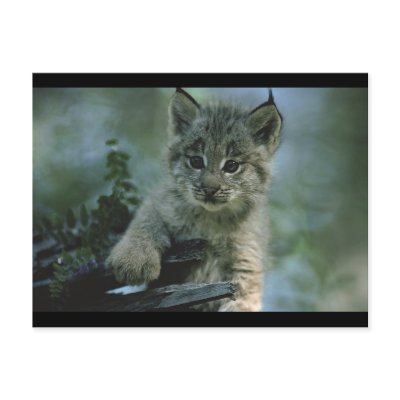 Adorable Baby Lynx Post Card by alternateworlds