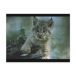 Adorable Baby Lynx postcards