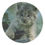 Adorable Baby Lynx Stickers
