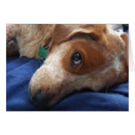 Adorable Beagle Mix Greeting Card