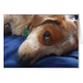 Adorable Beagle Mix Greeting Card