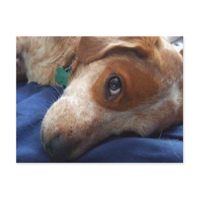Adorable Beagle Mix Post Card by MenagerieMayhem