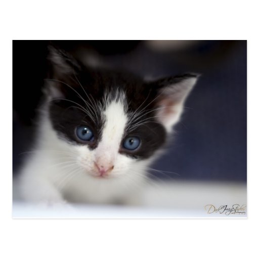 Adorable BW Kitten Postcard