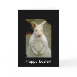 Adorable Cute White Albino Kangaroo Cards