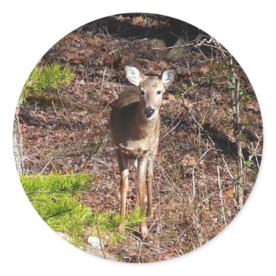 Adorable Deer in the Woods Sticker by mlewallpapers