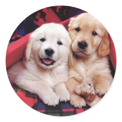 Adorable Dog Photography Cards, Gifts - Customise by designsbydandy