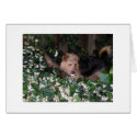 Adorable dog with pacifier cards