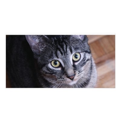 Adorable Grey Cat Face Photo Card Template by eMotivPhotography