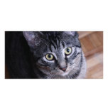 Adorable Grey Cat Face photo cards