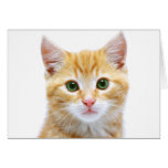 Adorable kitten greeting cards