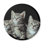 Adorable Kittens Refrigerator Magnets