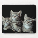 Adorable Kittens