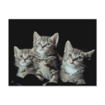 Adorable Kittens