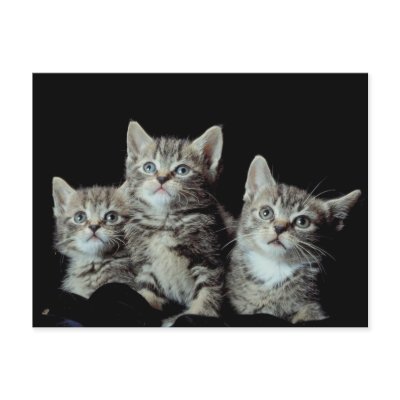 Adorable Kittens by White_Wedding