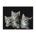 Adorable Kittens postcards