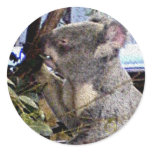 Adorable Koala