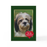 Adorable Long Haired Dog Cards