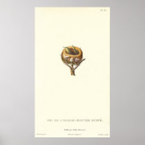 Adorable Nest of Crested Hummingbirds - Pretty! Posters