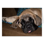 Adorable oversized pup