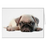 adorable pug puppy cards