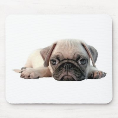 adorable pug puppy mouse pad by Ceyzpurplestang