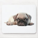 adorable pug puppy mousepads