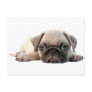 adorable pug puppy postcard