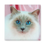Adorable Siamese Cat 1 Magnets