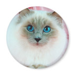 Adorable Siamese Cat 1 Magnets