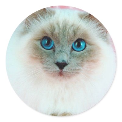 Adorable Siamese Cat 1 Stickers by mickeyelvis128