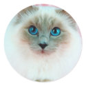 Adorable Siamese Cat 1 stickers