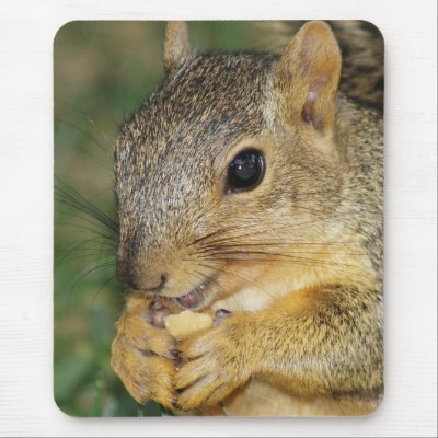 Adorable Squirrel Eating Peanut Photo Mouse Pad by BedazzledByZazzle