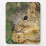 Adorable Squirrel Eating Peanut Photo Mouse Pad mousepads