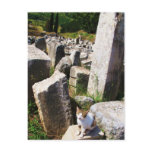 Adorable stray cat living in the ruins of Ephesus Post Cards