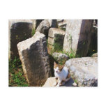 Adorable stray cat living in the ruins of Ephesus Postcards
