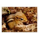 Adorable Teeny Baby Chipmunk Card