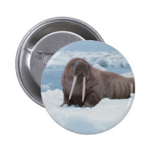 Adorable Walrus Pin