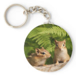 Adorably Curious Baby Chipmunks