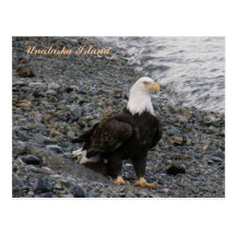 Adult Bald Eagle on the Beach, Unalaska Island Postcard