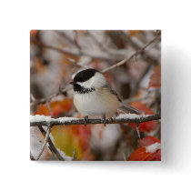 Adult Black-capped Chickadee in Snow, Grand