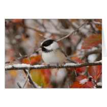 Adult Black-capped Chickadee in Snow, Grand