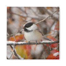 Adult Black-capped Chickadee in Snow, Grand