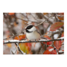 Adult Black-capped Chickadee in Snow, Grand Photo Art