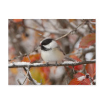 Adult Black-capped Chickadee in Snow, Grand