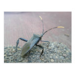 Adult Black Leaf-Footed Bug Items Post Cards