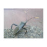 Adult Black Leaf-Footed Bug Items Post Cards