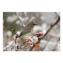 Adult Cedar Waxwing on hawthorn with snow, 3