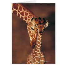 Adult Giraffe with calf (Giraffa camelopardalis) Greeting Cards