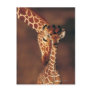 Adult Giraffe with calf (Giraffa camelopardalis) Postcard