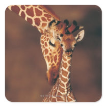 Adult Giraffe with calf (Giraffa camelopardalis) Sticker